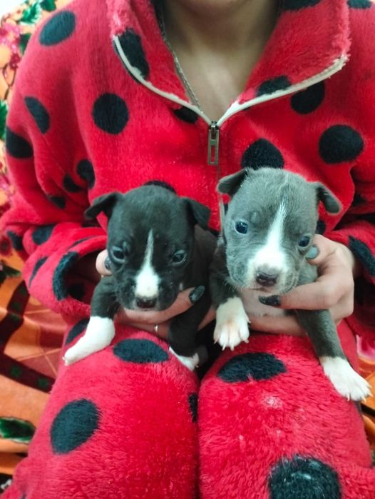 Продам Щенков Американского питбуля