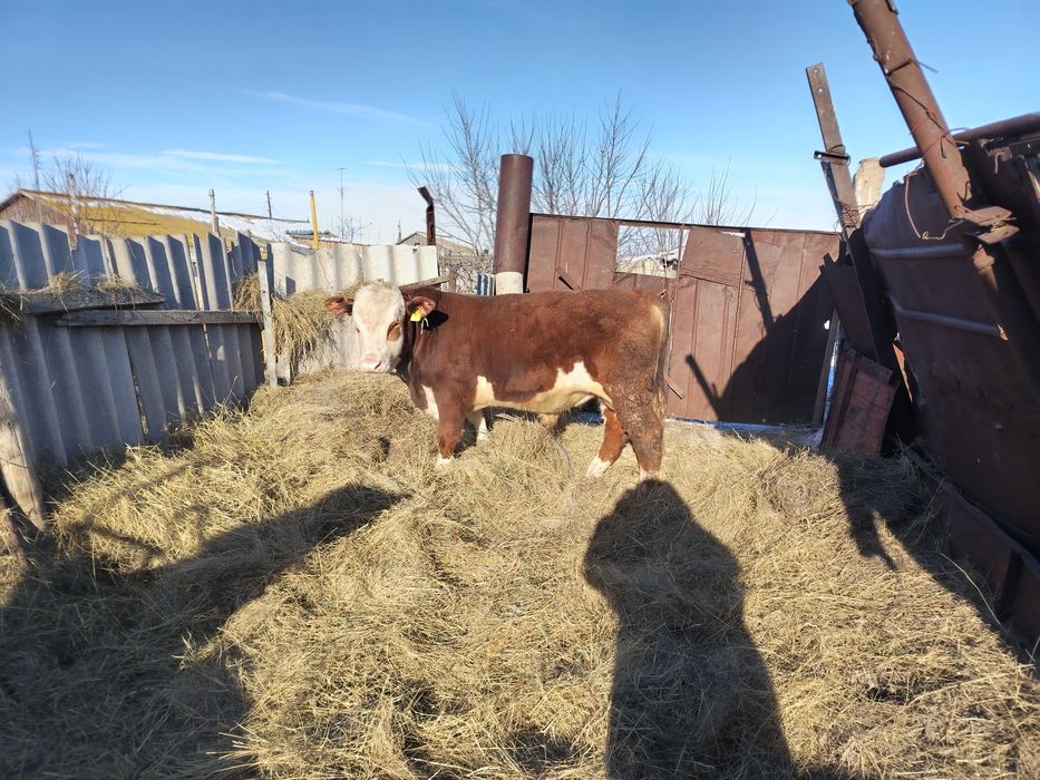 Продам два бычка откорм