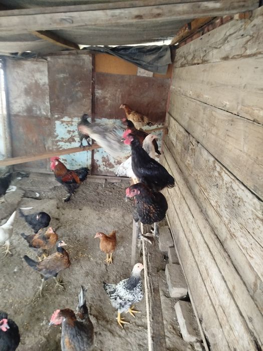 Uyd boqilvotgan jo'jala sotiladi