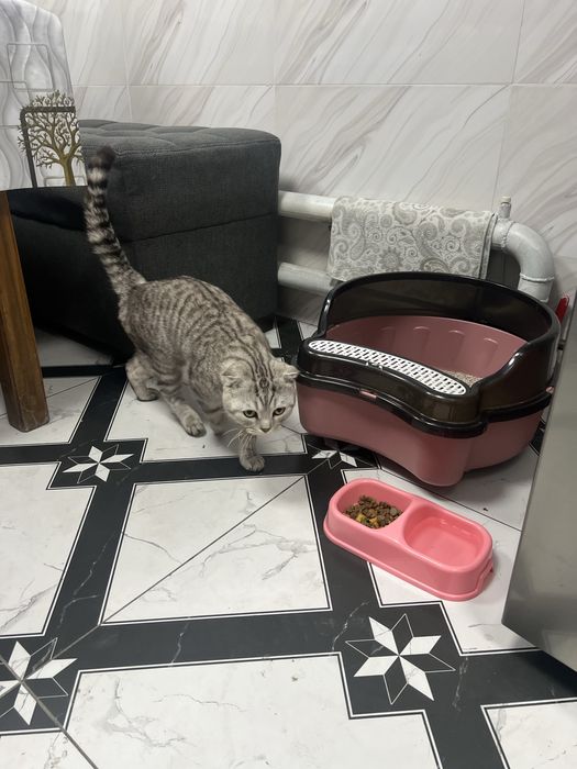 Skotish fold zotli mushuk sotiladi