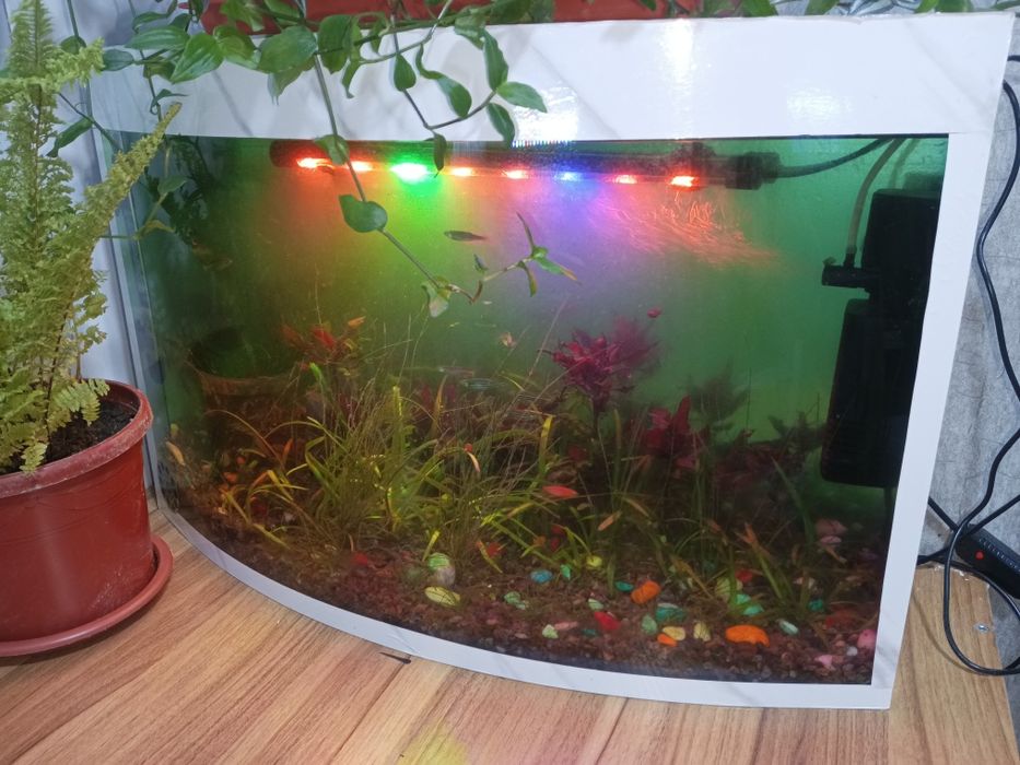 Продам аквариум с водорослями