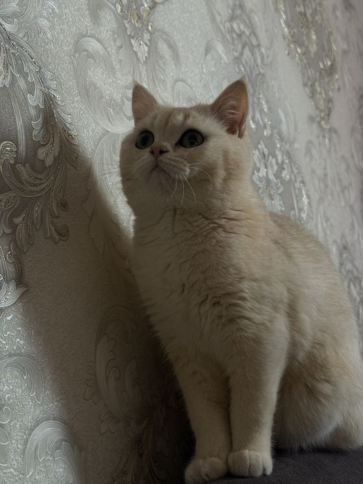 Британская кошка