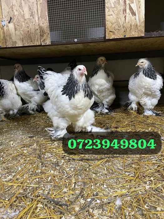 Curcani de rasă Narragansett oua incubat, pui mici Australorp Brahma