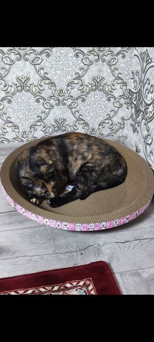 Потерялась кошка