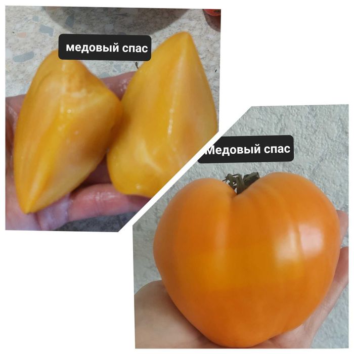 Продам семена томатов