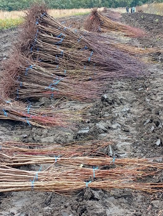 Avem pomii fructiferi și butași vita de vie de calitate preț de produc