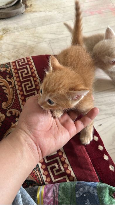 Мышық бар сүтен шыққан 4 мысық