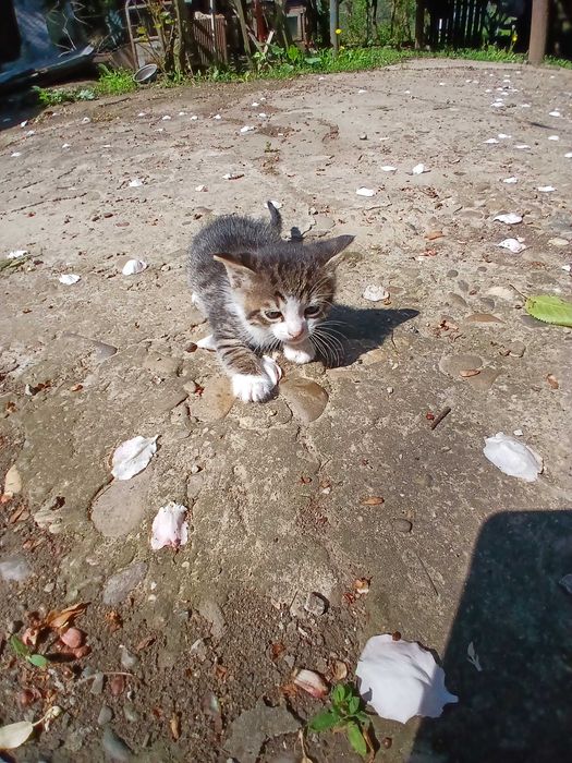 Adoptie pui de pisica