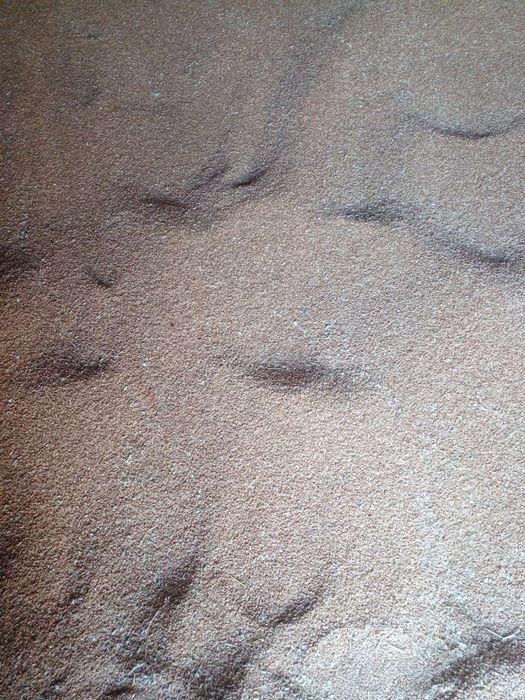 Продам пшеницу 4 кл. Сухая, чистая