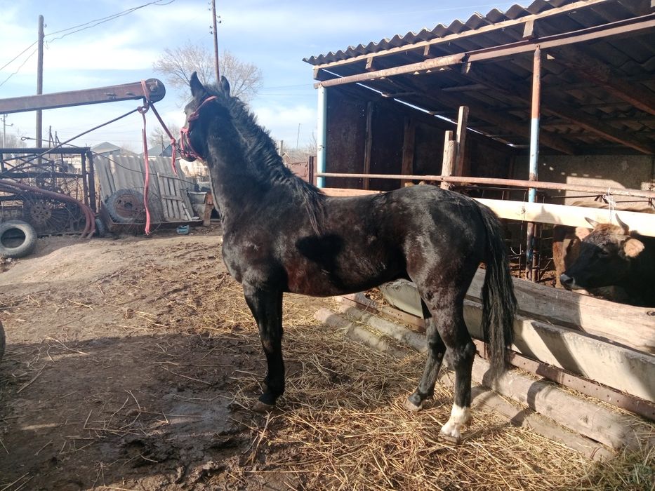 Дөнен Айғыр сатылады Скоростной Жеребец