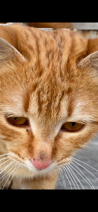 Кошечка  добрые руки