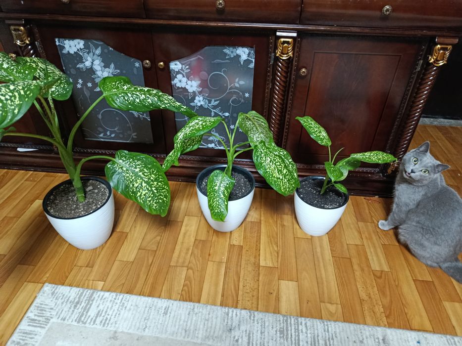 Диффенбахия цветок комнатный Каскелен