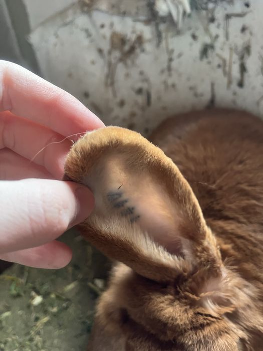 De vanzare 2 Iepuri Berbec German portocaliu ( tatuati).