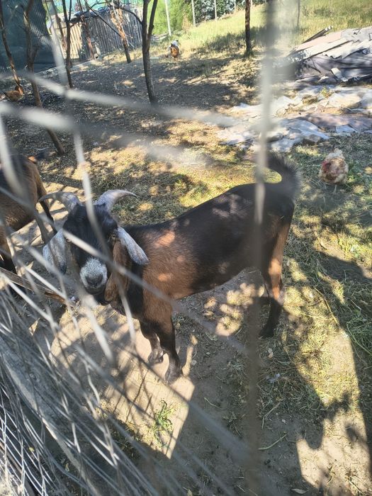 Căpriță Alpin Francez,Țap Metis Alpin francey