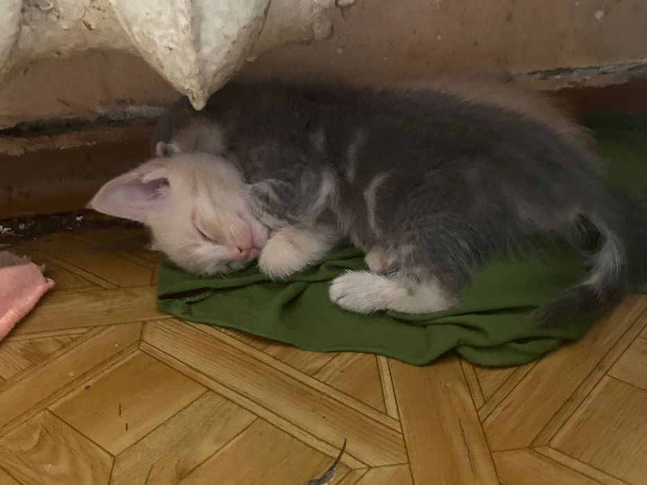 Вислоухие котята