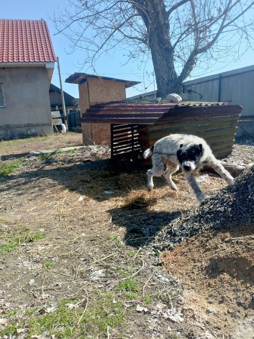 Дратхаары кобель и сука