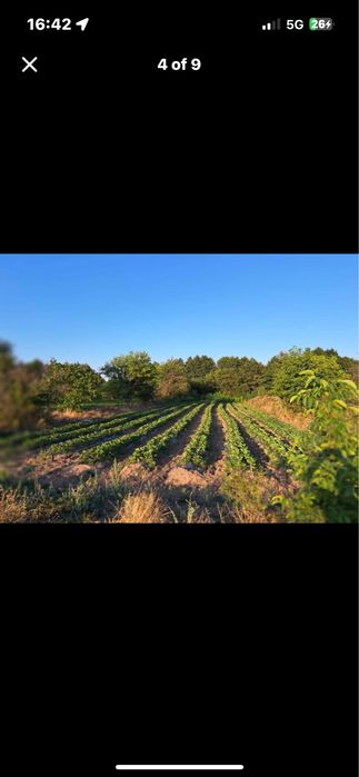 Разсад ягоди Азия, Клери, Албион и малини Полка, Люлин