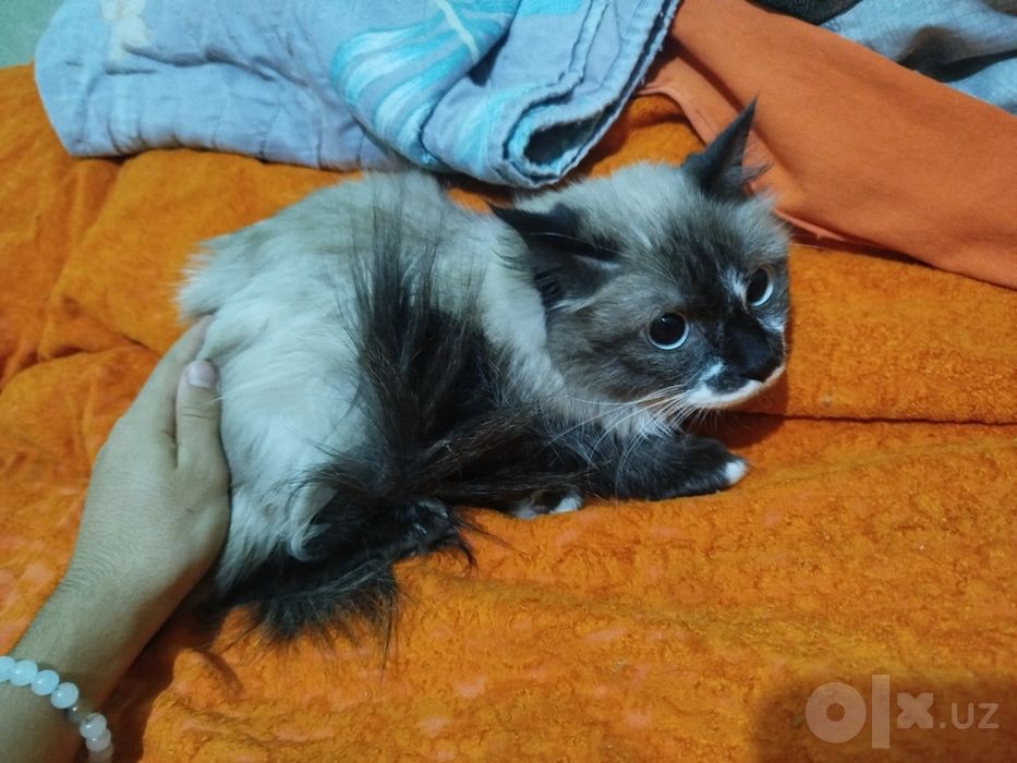 Отдадим котят, маленьких, в хорошие руки!