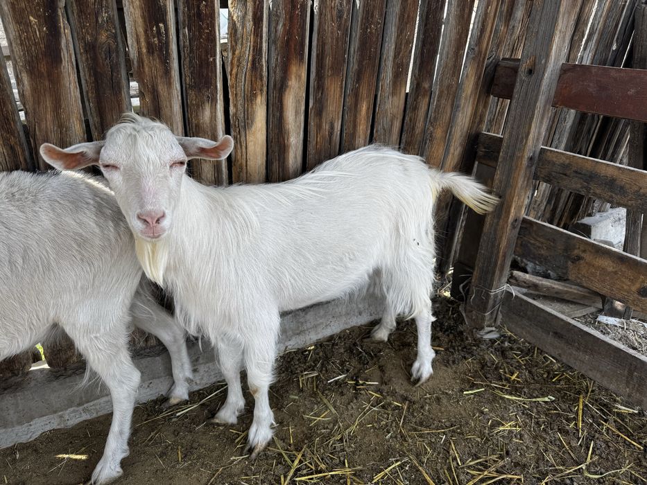 Ешкі сатыдады 1 жас