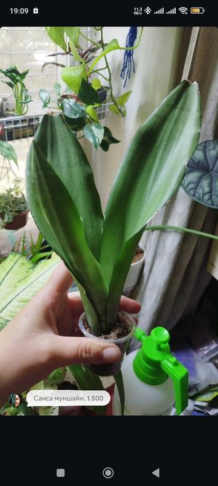 Комнатные растения