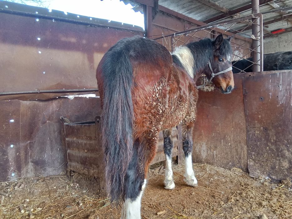 Тай сатылады семиз