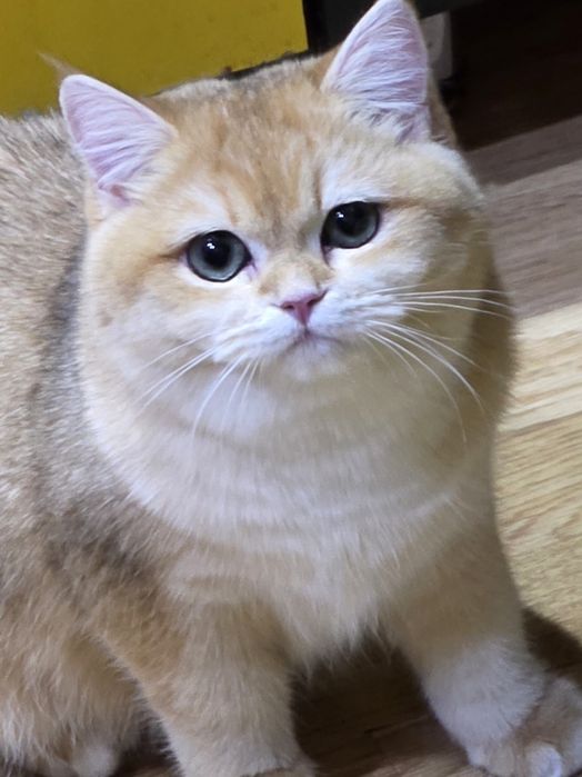 Fetita british cu pedigree