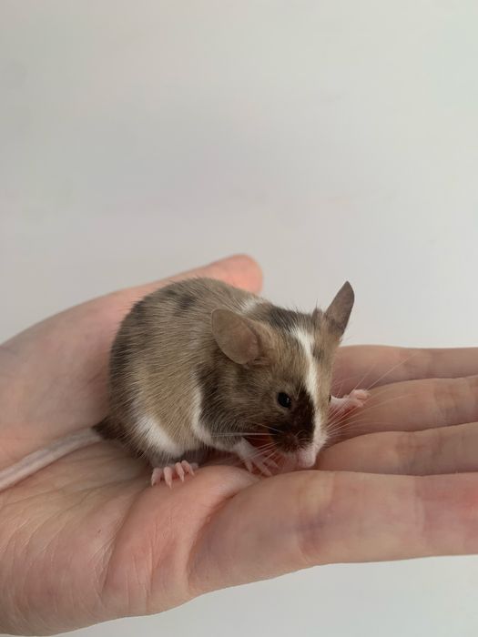 Декоративная мышь(самец) окраса Splashed