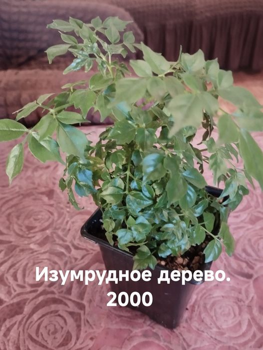 Продам комнатные растения