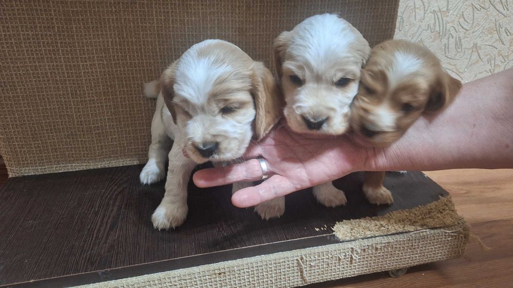 Продаются щенки спаниеля