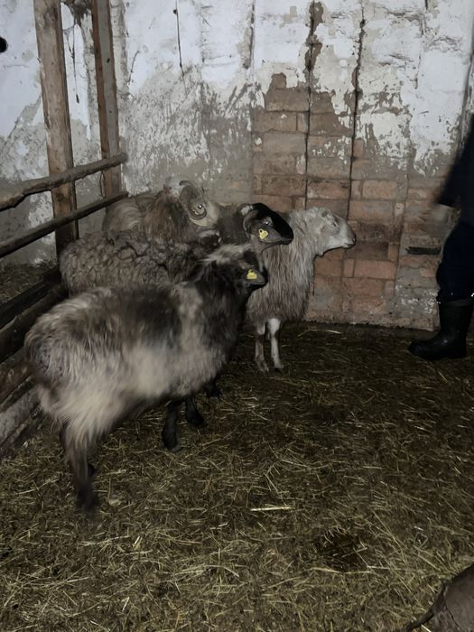 Продается бараны