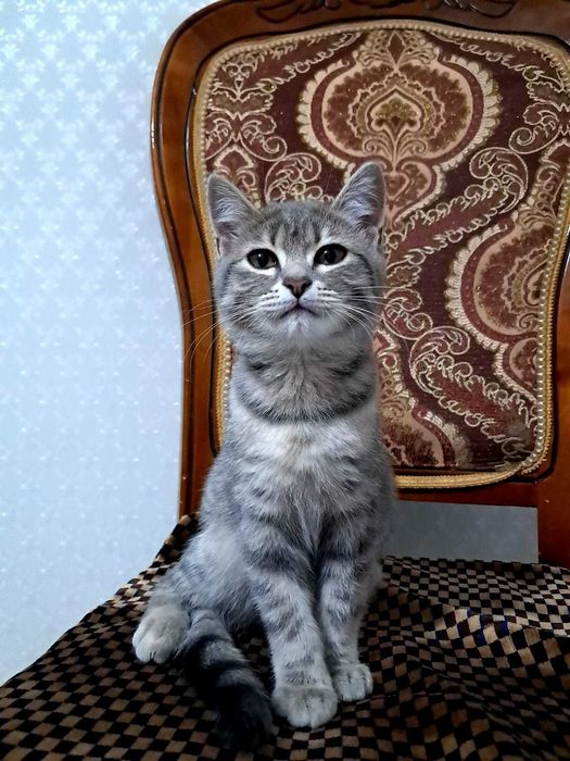 Котёнок девочка бесплатно в добрые руки