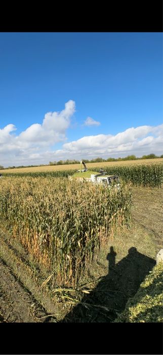 Silos qoplangan katta abyomda