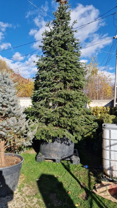 Pom Pon și plante ornamentale