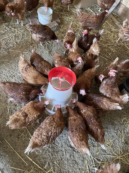 Gaini rosii ouatoare Isa Brown, Horlești !