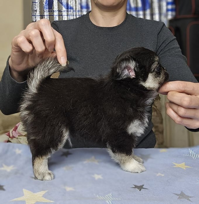 Щенки чихуахуа  мальчики