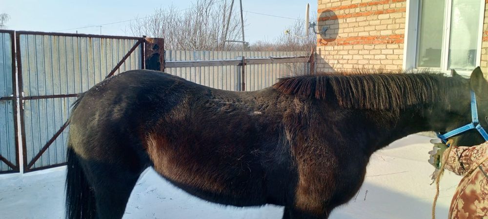 Продам кобылу обучена