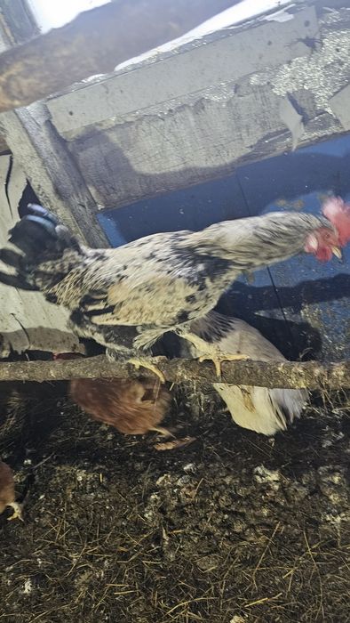 Продаётся годовалый петух