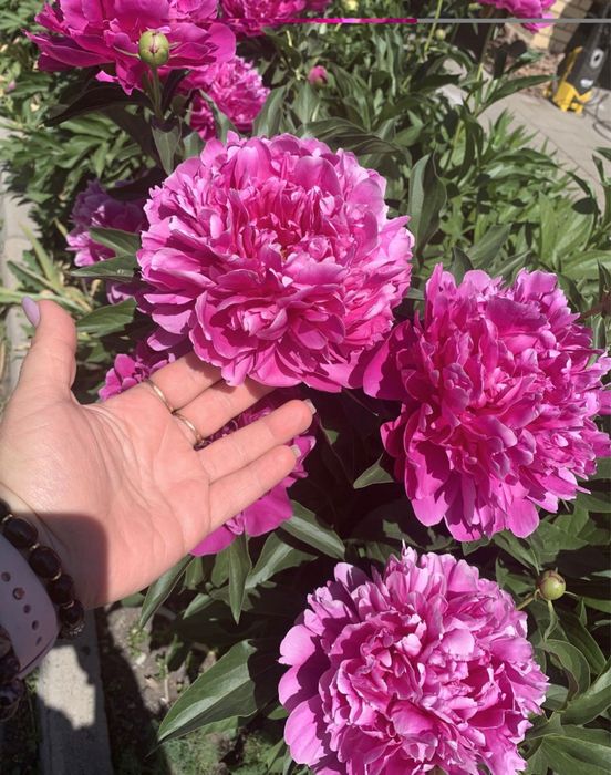 Цветы.          пионы