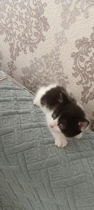 Отдам котенка девочка