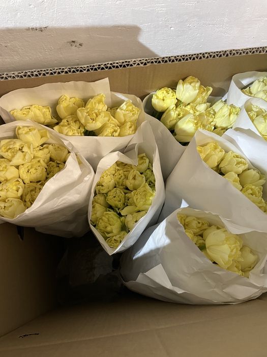 Белорусские тюльпаны