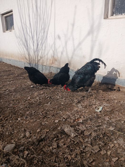 Кара тауыктар гиганть