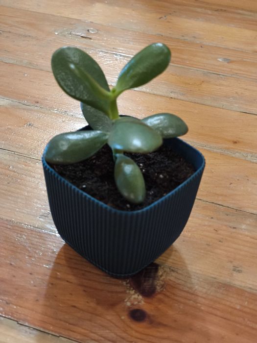 Дърво на живота и гастерия