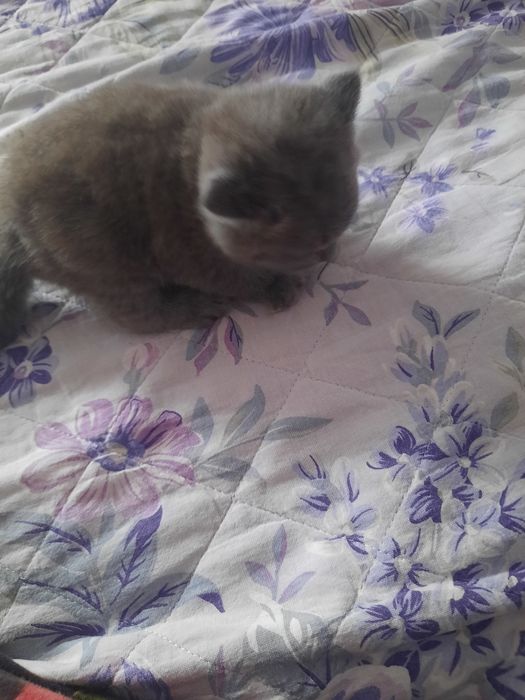 Продаются котята британцы
