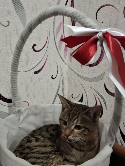 Отдадим в хорошие и добрые ручки