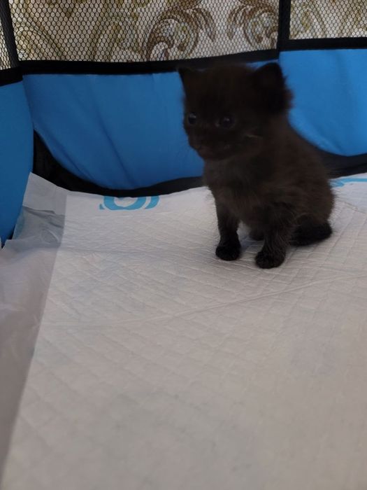 Котенок бесплатно