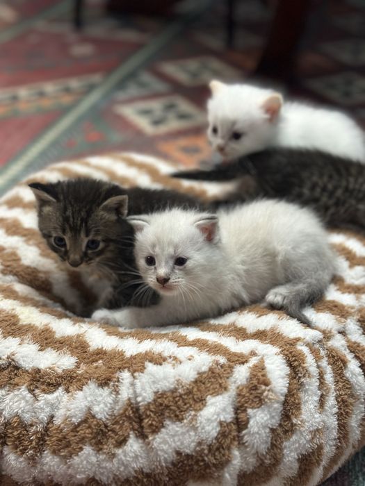 котята шотландцы