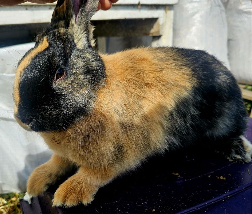 De vânzare:Iepuri 3.5 luni