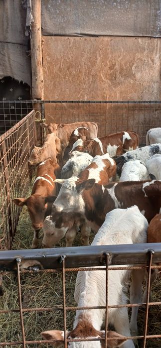 Vând vitei 2-8 saptamani