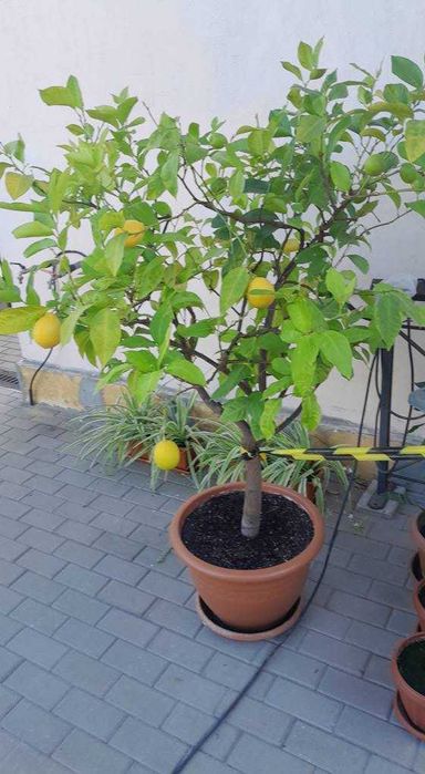 Vind LAMAI  ALTOIT  cu fructe tot anul .