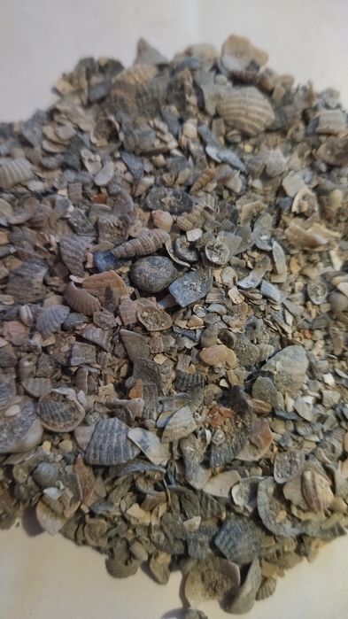 Ракушка кормовая